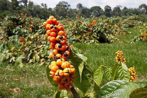 Perder peso con el guaraná